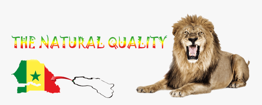 Lion Open His Mouth, HD Png Download, Free Download