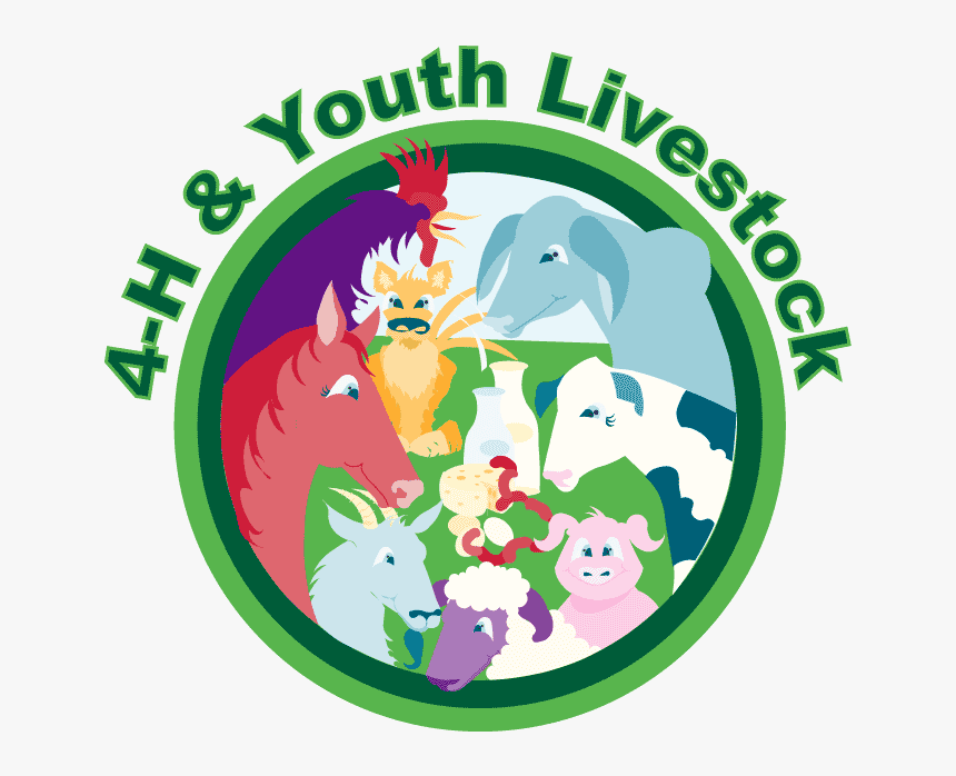 4 H Youth Livestock Program Updates Clover Gazette - Livestock 4 H, HD Png Download, Free Download