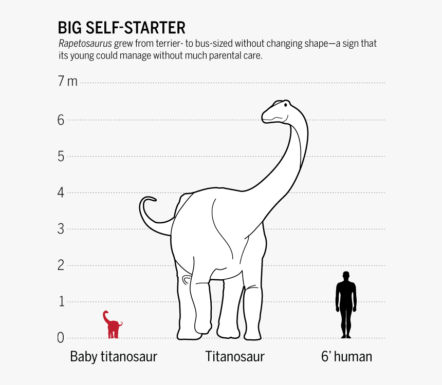 Titanosaur Baby, HD Png Download, Free Download