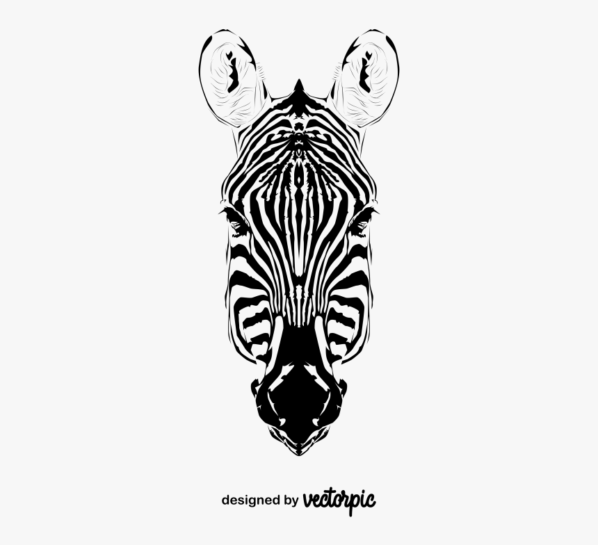 Zebra, HD Png Download, Free Download