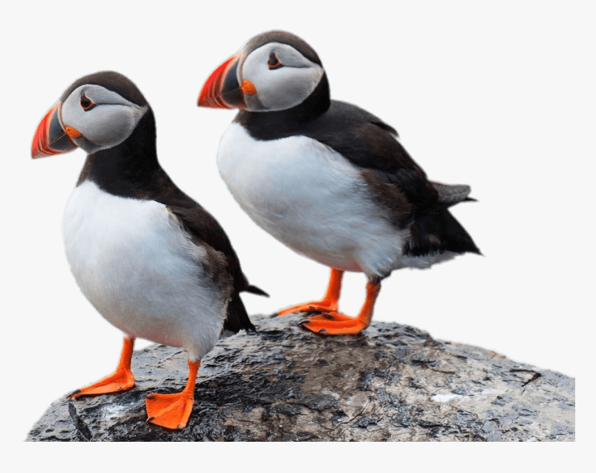 Two Puffins On A Rock - Orkney Puffins, HD Png Download, Free Download