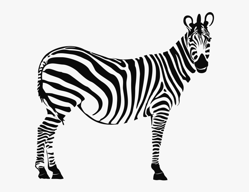 Drawn Zebra Zibra - Zebra Drawing, HD Png Download, Free Download