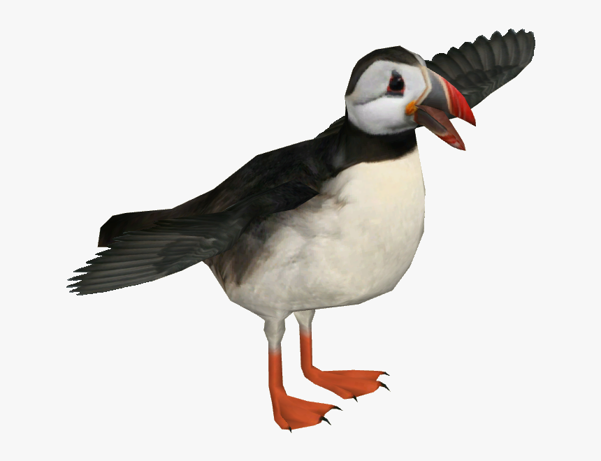 Atlantic Puffin - Atlantic Puffin Png, Transparent Png, Free Download