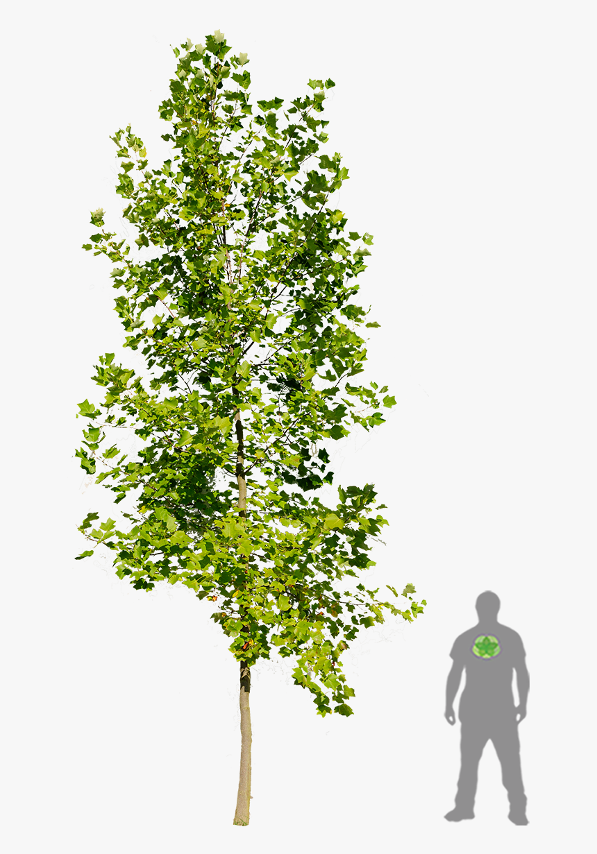 River Birch, HD Png Download, Free Download