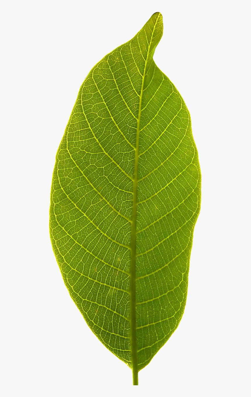 Leaf Transparent Background, HD Png Download, Free Download