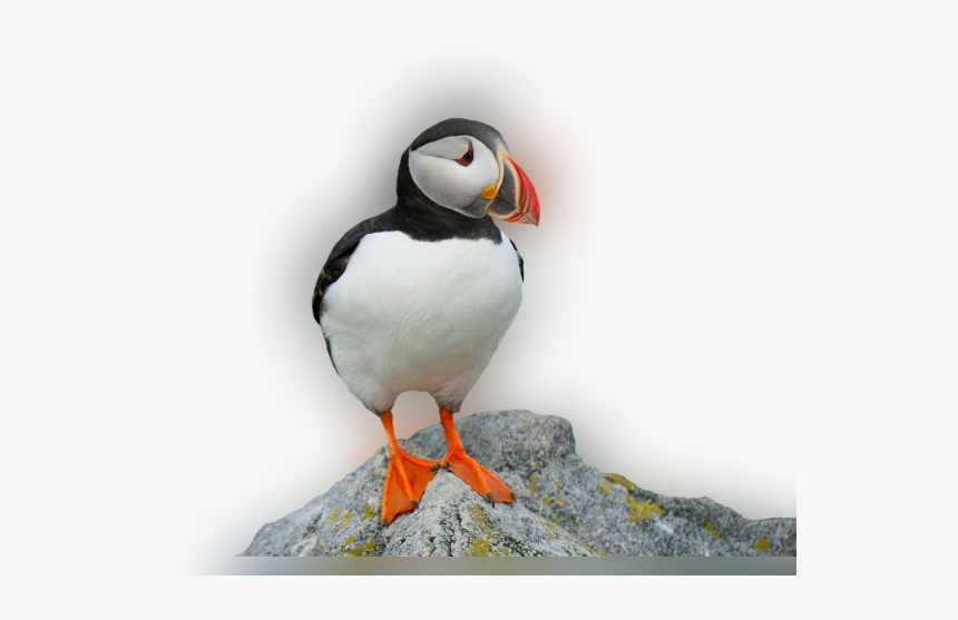 Atlantic Puffin, HD Png Download, Free Download