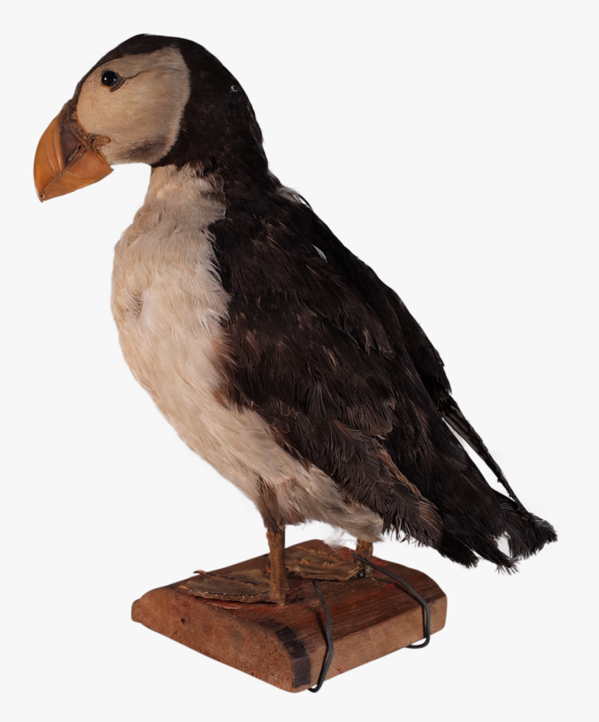 Taxidermy Puffin - Seabird, HD Png Download, Free Download