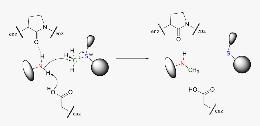 Transparent Enzyme Png - Hydrogen Bonds In Enzyme Catalysis, Png Download, Free Download