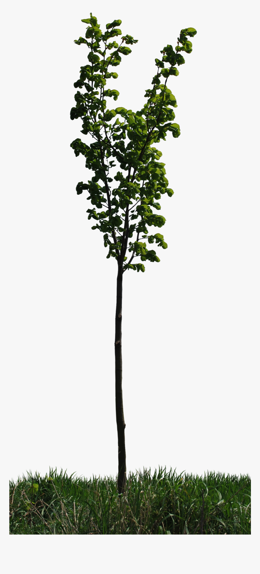 Transparent Crape Myrtle Png - Pond Pine, Png Download, Free Download