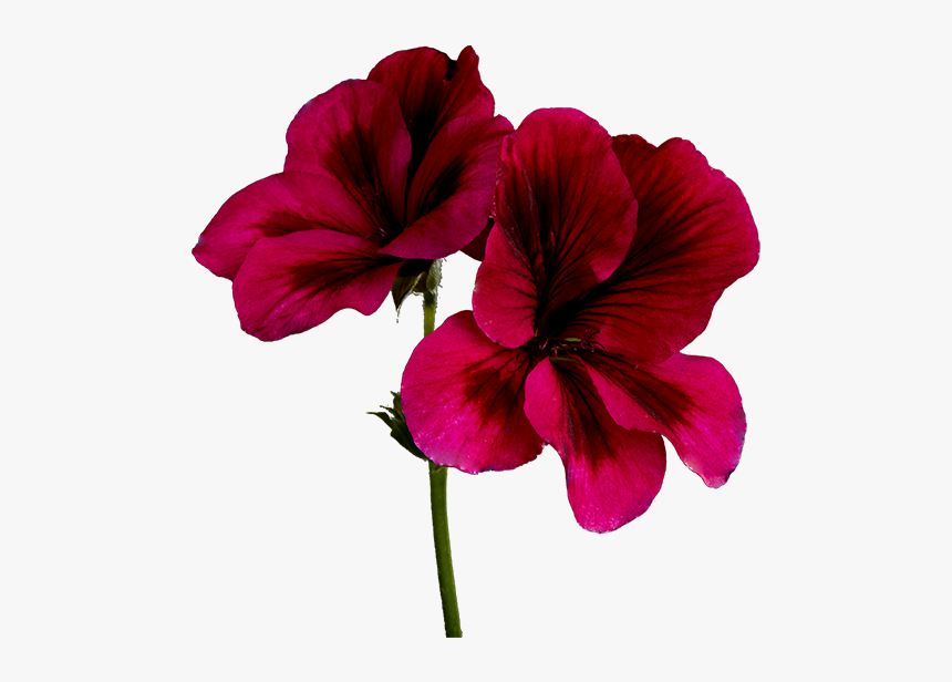 Hawaiian Hibiscus, HD Png Download, Free Download