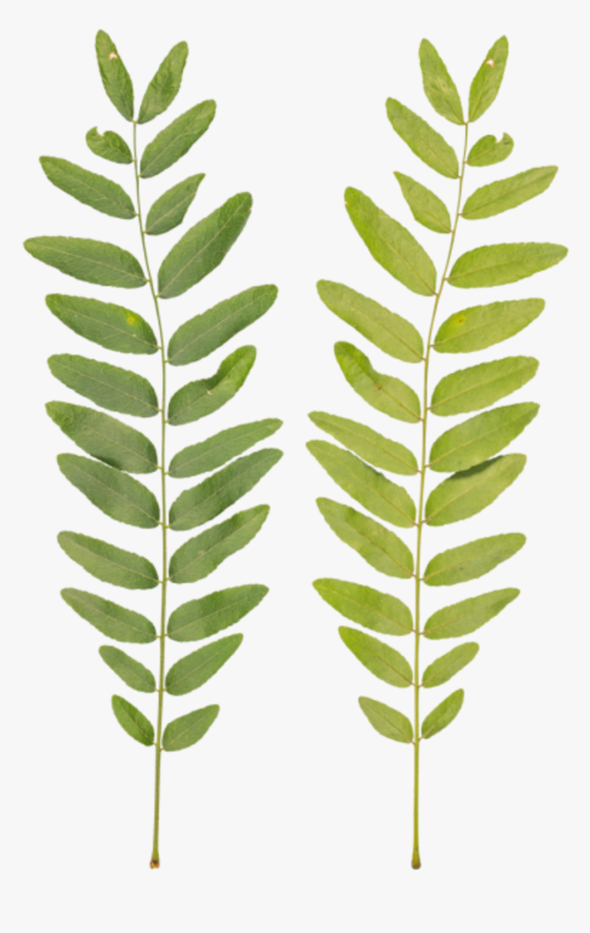 Transparent Crape Myrtle Png - Fern, Png Download, Free Download