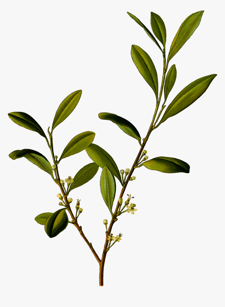 Coca Clip Arts - Coca Plant Png, Transparent Png, Free Download