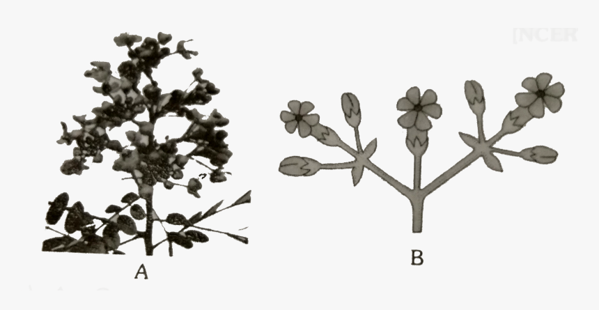 Crape Myrtle, HD Png Download, Free Download