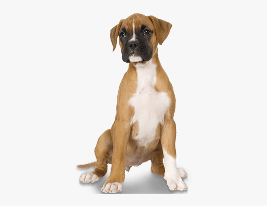 Boxer Dog Transparent Background, HD Png Download, Free Download