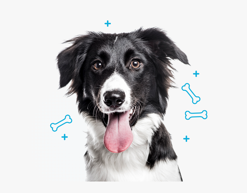 Dog Art, HD Png Download, Free Download