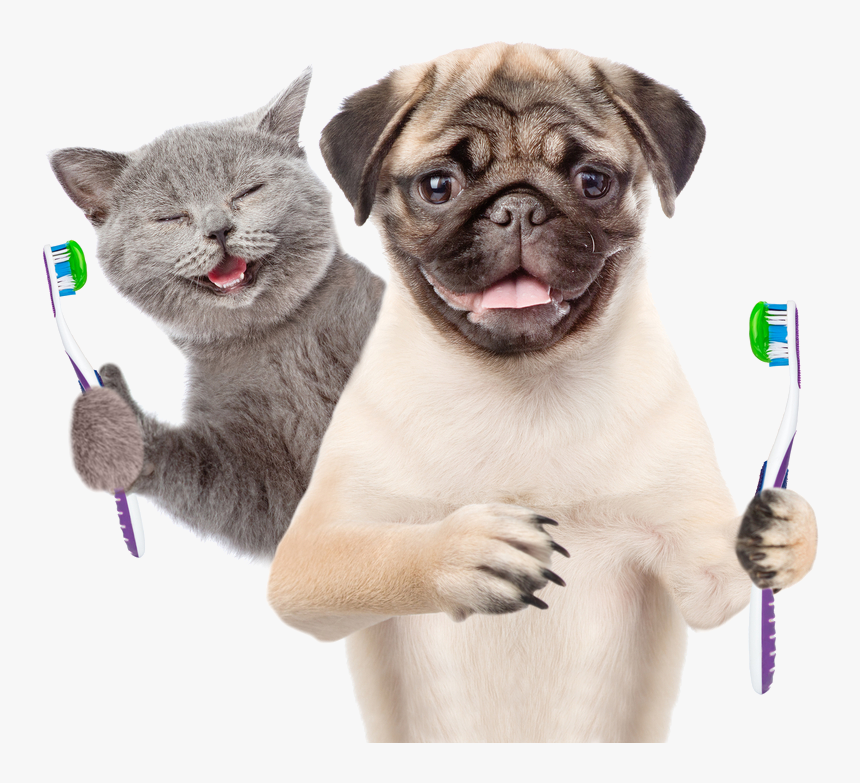 Dog And Cat Teeth, HD Png Download, Free Download