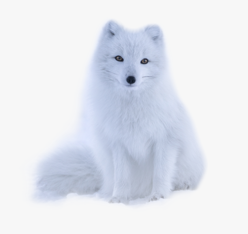 #fox #white - Arctic Fox, HD Png Download, Free Download