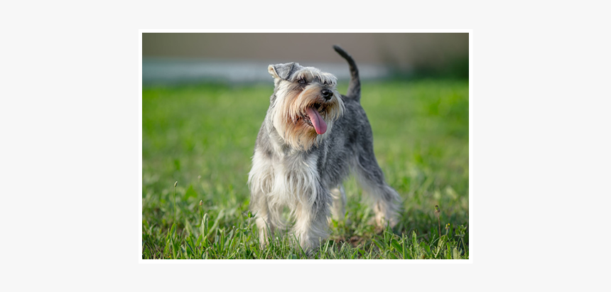 Cute Cats - Miniature Schnauzer, HD Png Download, Free Download