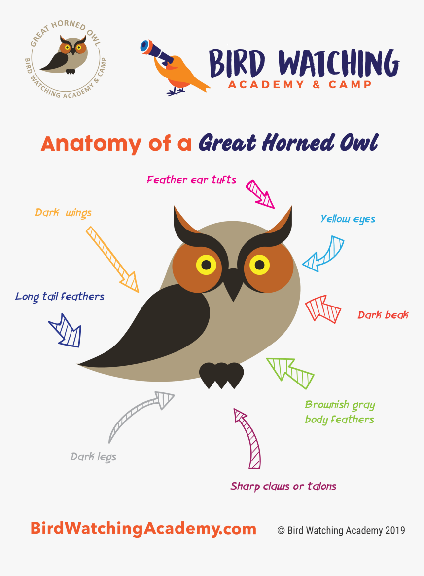 Bird Anatomy For Kids, HD Png Download, Free Download