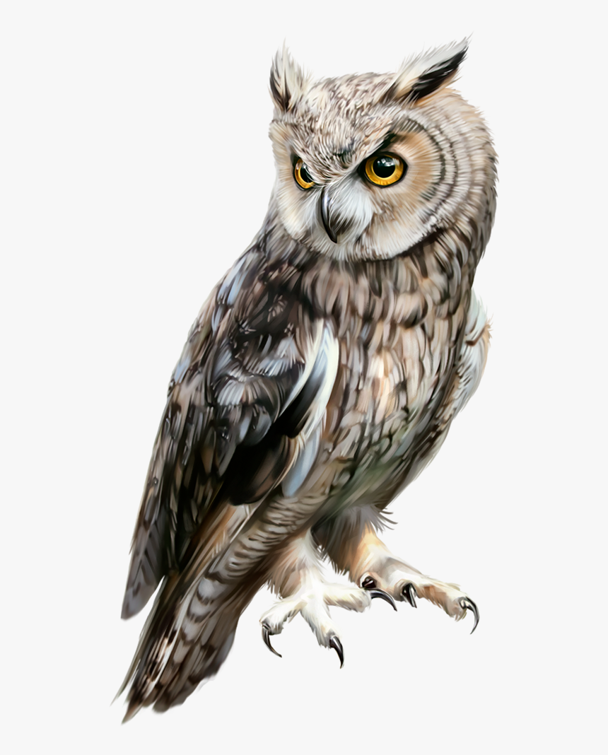 Great Horned Owl, HD Png Download, Free Download