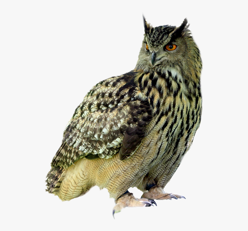 Owl Png - Chouette Sur Fond Blanc, Transparent Png - kindpng