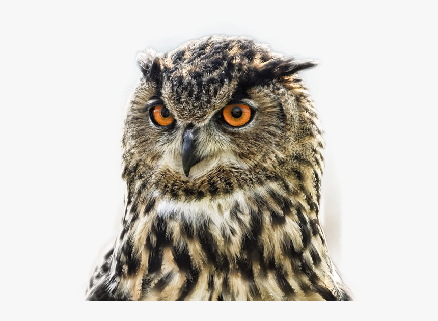 Owl, HD Png Download, Free Download