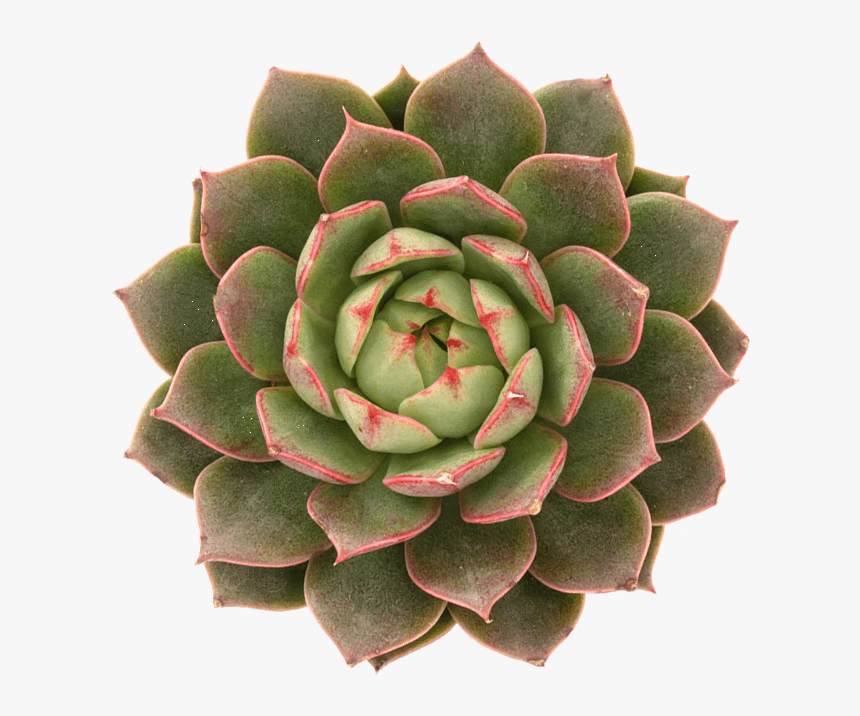 Succulent Plant, HD Png Download, Free Download