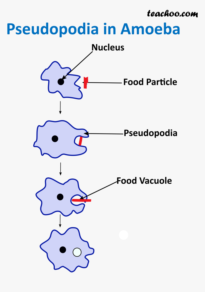 Transparent Vacuole Png - Shape Of Amoeba Cell, Png Download, Free Download