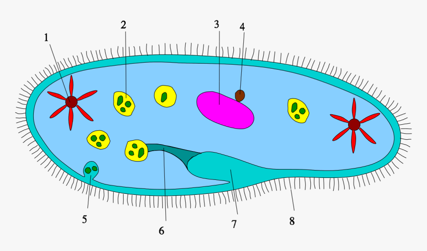 Ciliophora Diagram, HD Png Download, Free Download