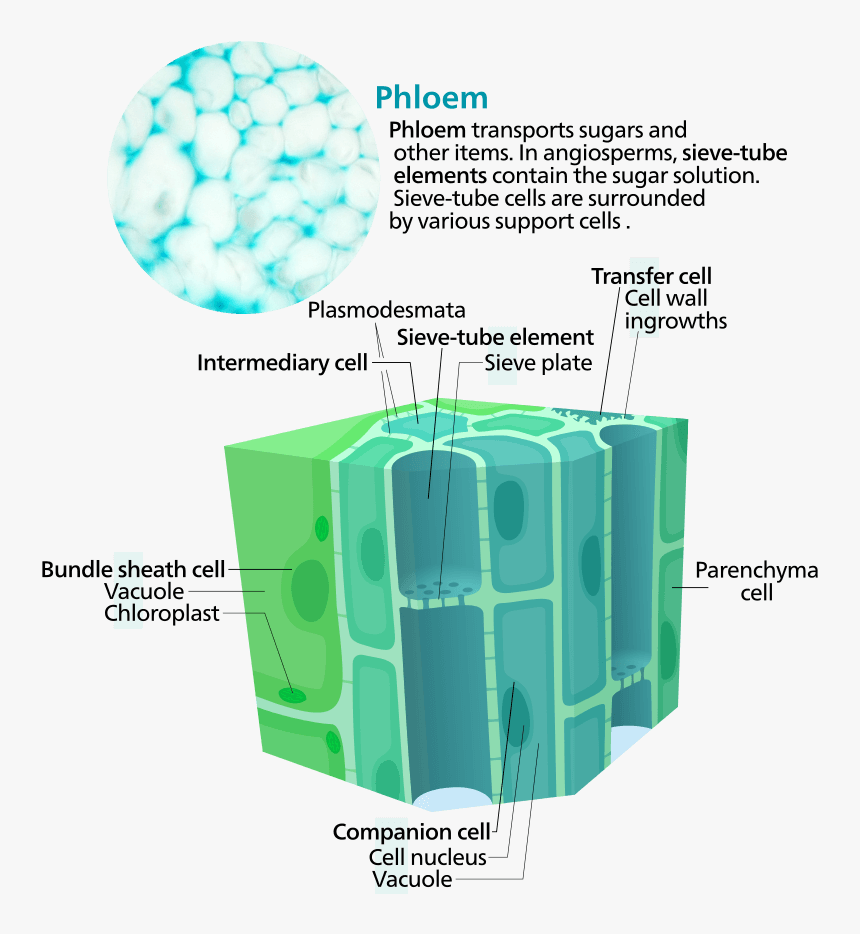 Transparent Vacuole Png - Phloem Cells, Png Download, Free Download