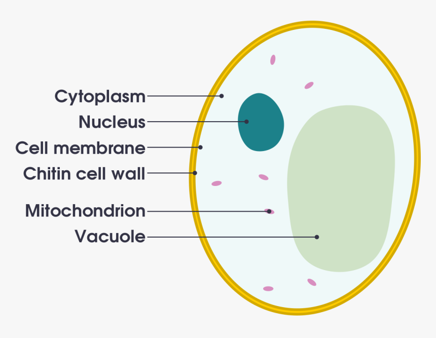 Labelled Diagram Of A Yeast Cell, HD Png Download, Free Download