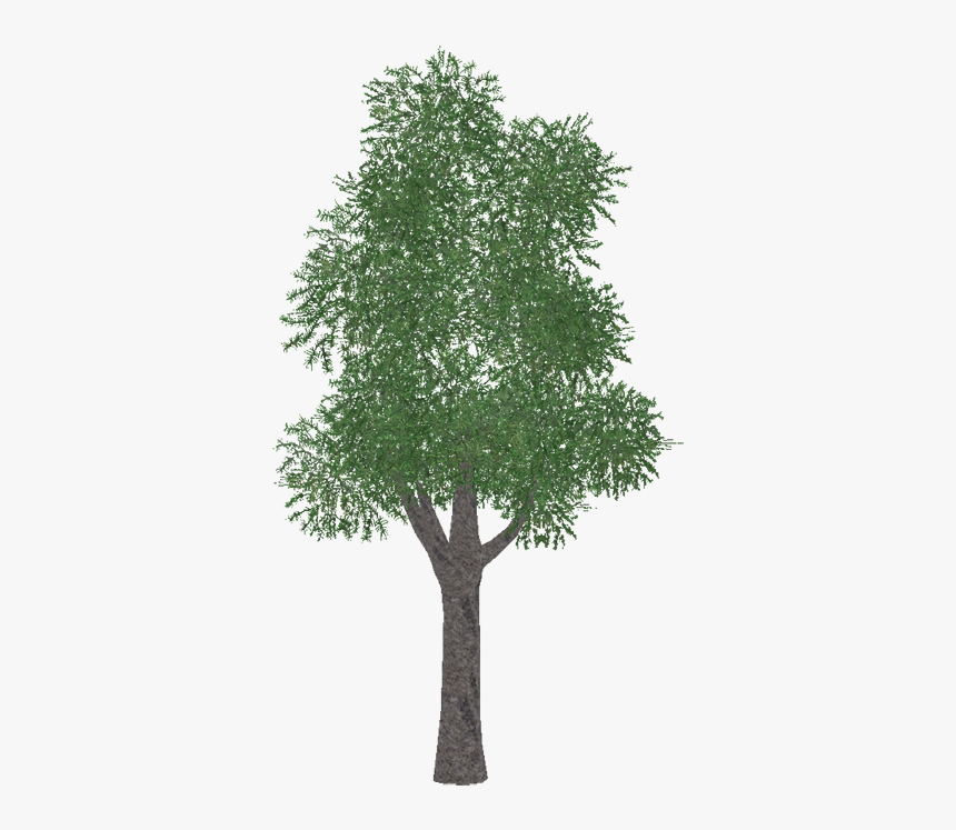 Africanfernpine - Plane, HD Png Download, Free Download