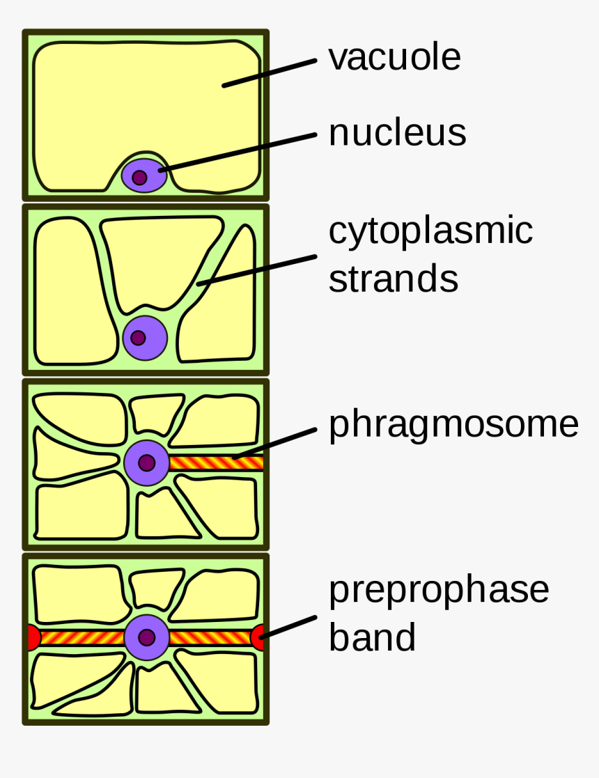 Cytoplasmic Strands, HD Png Download, Free Download