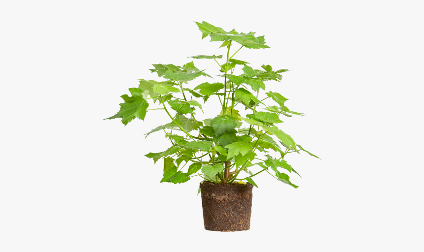 African Hemp - Flowerpot, HD Png Download, Free Download