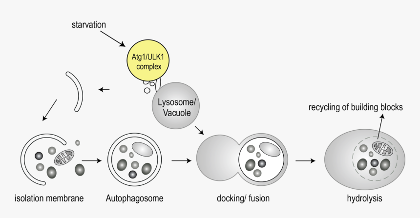 Autophagy Ulk1, HD Png Download, Free Download