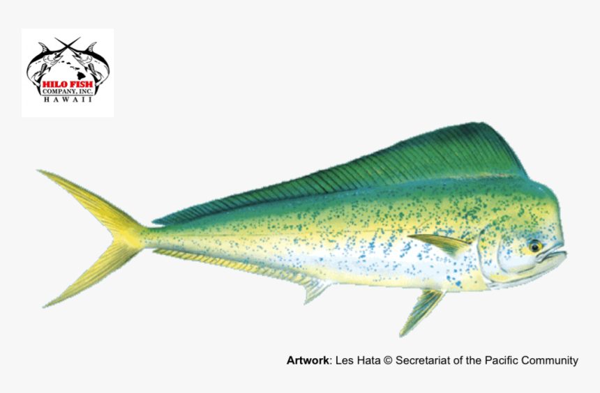 Mahimahi, HD Png Download, Free Download