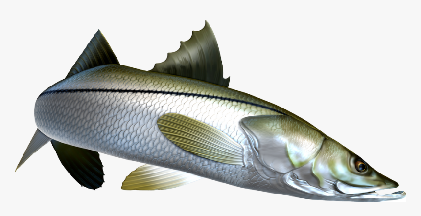 Sea Bass, HD Png Download, Free Download