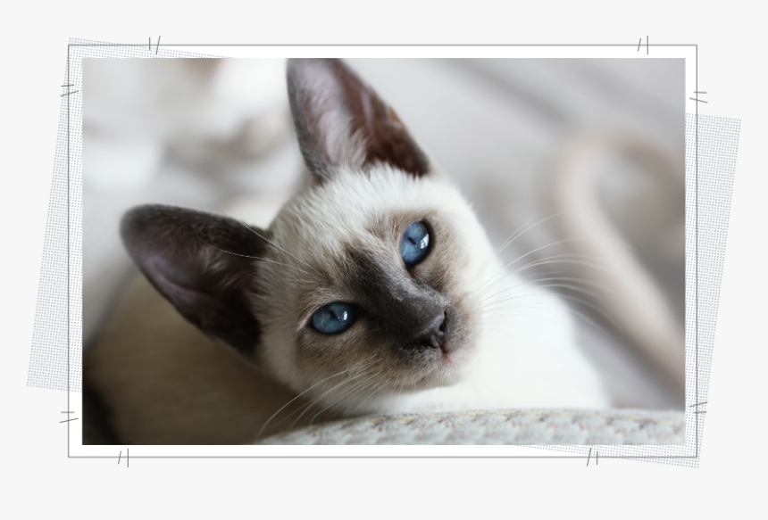 Siamese, HD Png Download, Free Download