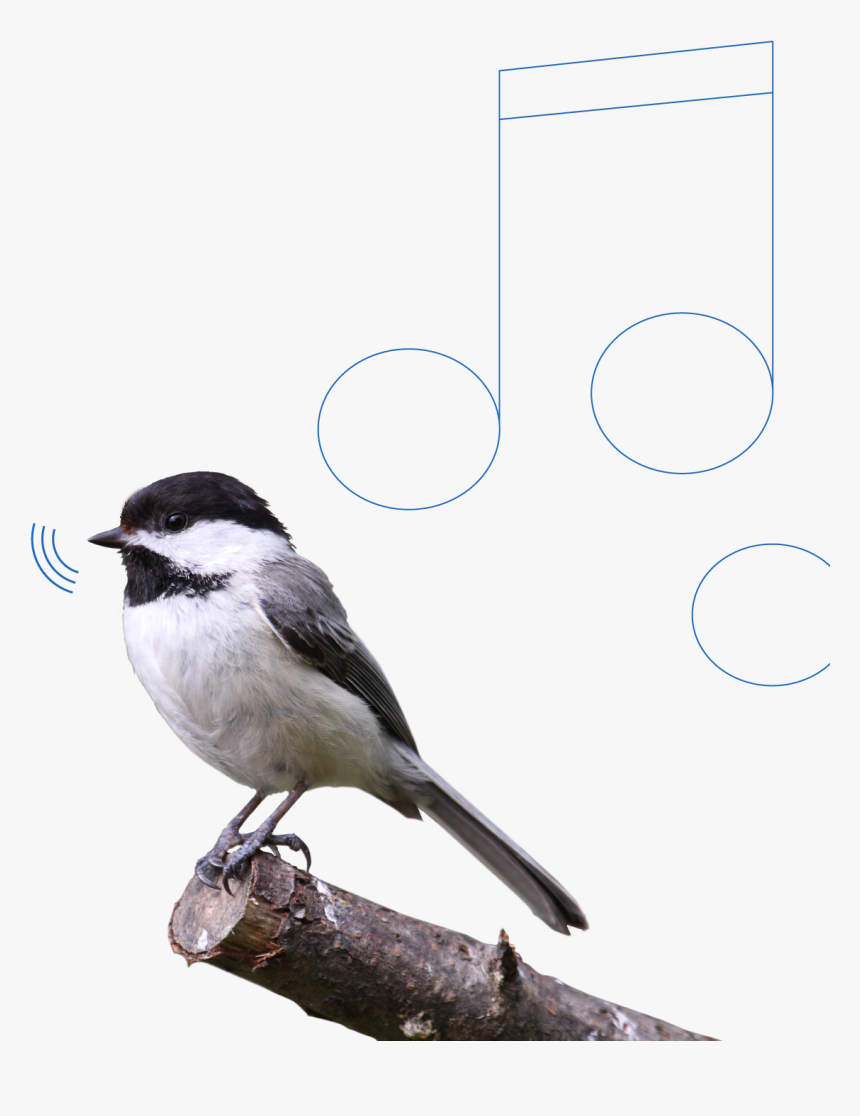 Carolina Chickadee, HD Png Download, Free Download