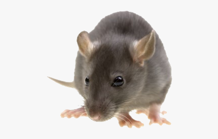 Rat Mouse Png Free Download - Pest Control, Transparent Png, Free Download