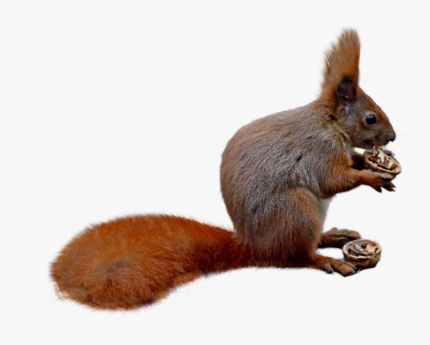 Squirrel, Isolated, Nature, Forest, Nager, Rodent - Squirrel, HD Png Download, Free Download