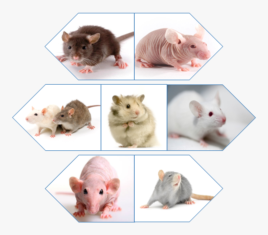 Rodent Tumor Models - Hamster, HD Png Download, Free Download