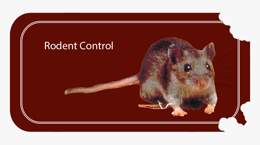 Rodent Control - Mouse, HD Png Download, Free Download