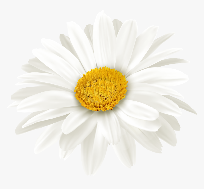 Transparent Daisy Outline Png, Png Download, Free Download