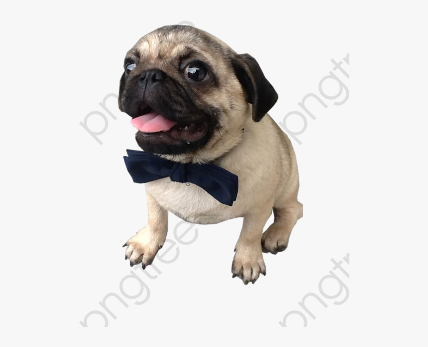 Dog Png Clipart -dog Png Pug - Png Pug, Transparent Png, Free Download