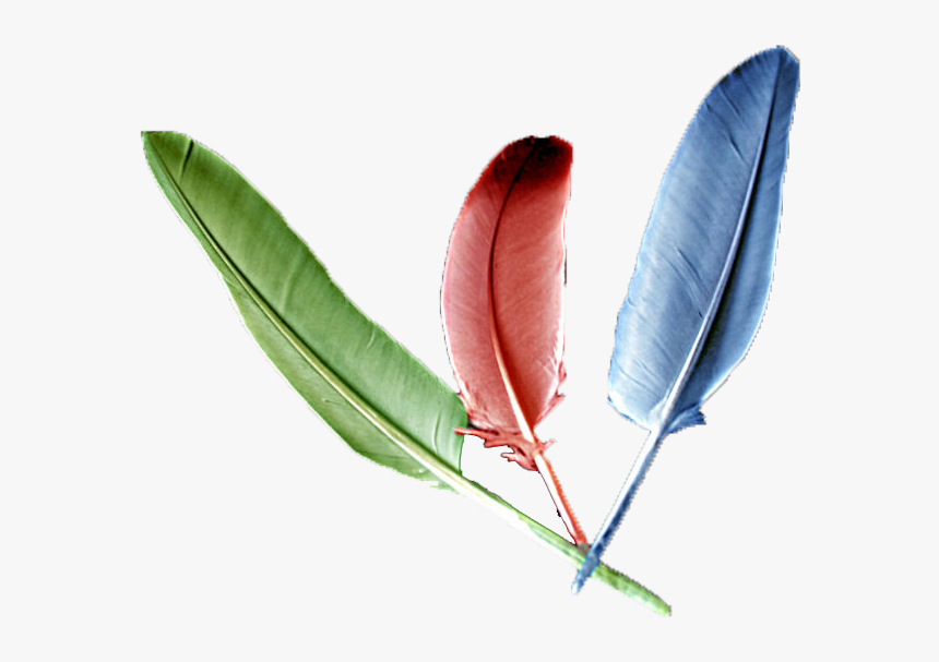 Thumb Image - Imagenes De Plumas, HD Png Download, Free Download