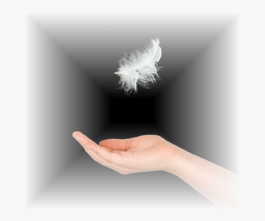 Transparent Plumas Png - Feathers Falling, Png Download, Free Download