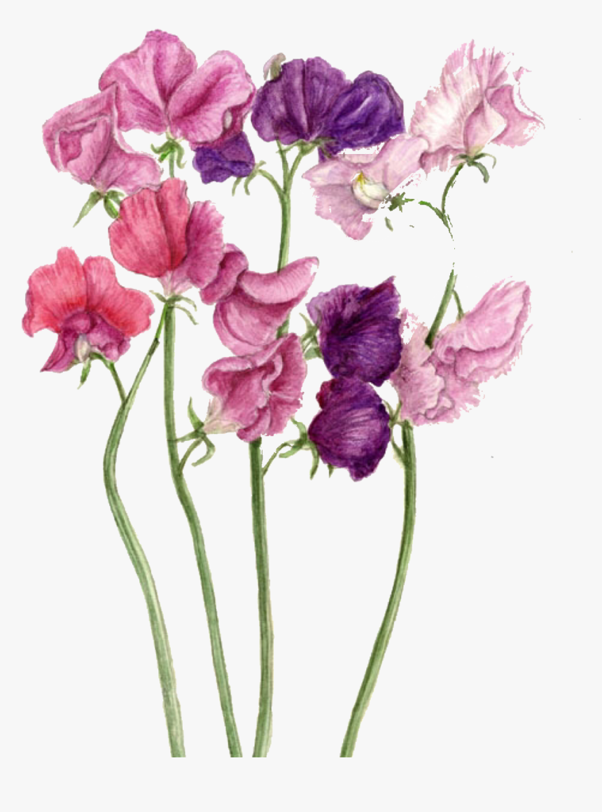 Sweetpea Freetoedit Sticker By - Sweet Peas, HD Png Download, Free Download