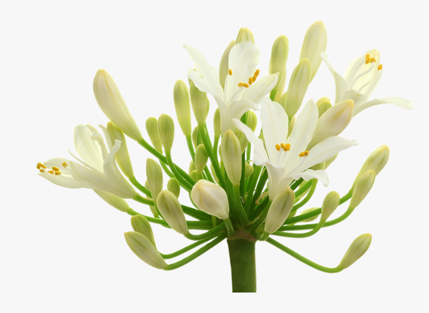 Japanese Honeysuckle, HD Png Download, Free Download