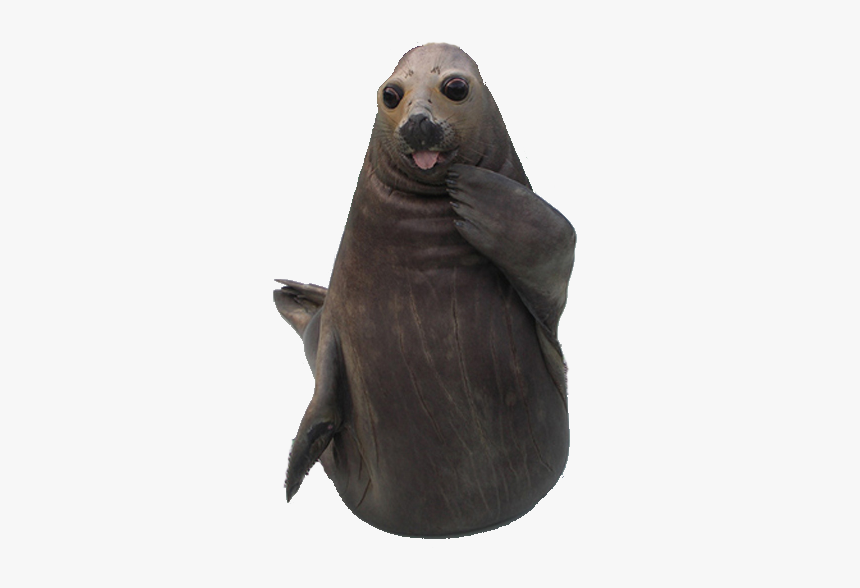 fat seal stuffed animal